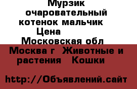 Мурзик очаровательный котенок-мальчик. › Цена ­ 1 000 - Московская обл., Москва г. Животные и растения » Кошки   
